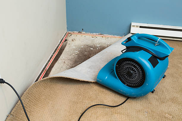 Best Carpet water damage restoration  in Danielson, CT